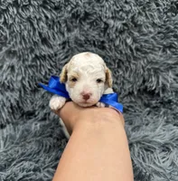 Blaze, a male Poodle - Toy  for sale in Jeffersonville, IN – 1 of 3