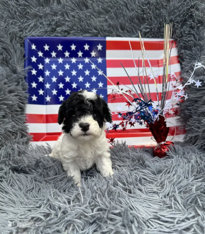 Boomer – Poodle - Toy  puppy for sale in Jeffersonville, IN