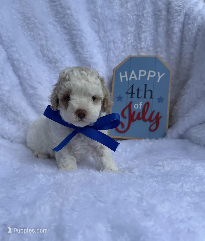 Blaze – Poodle - Toy  puppy for sale in Jeffersonville, IN