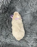 Bell, a female Poodle - Toy  for sale in Jeffersonville, IN – 3 of 3