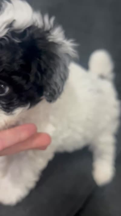 Boomer, a male Poodle - Toy  for sale in Jeffersonville, IN – 10 of 10