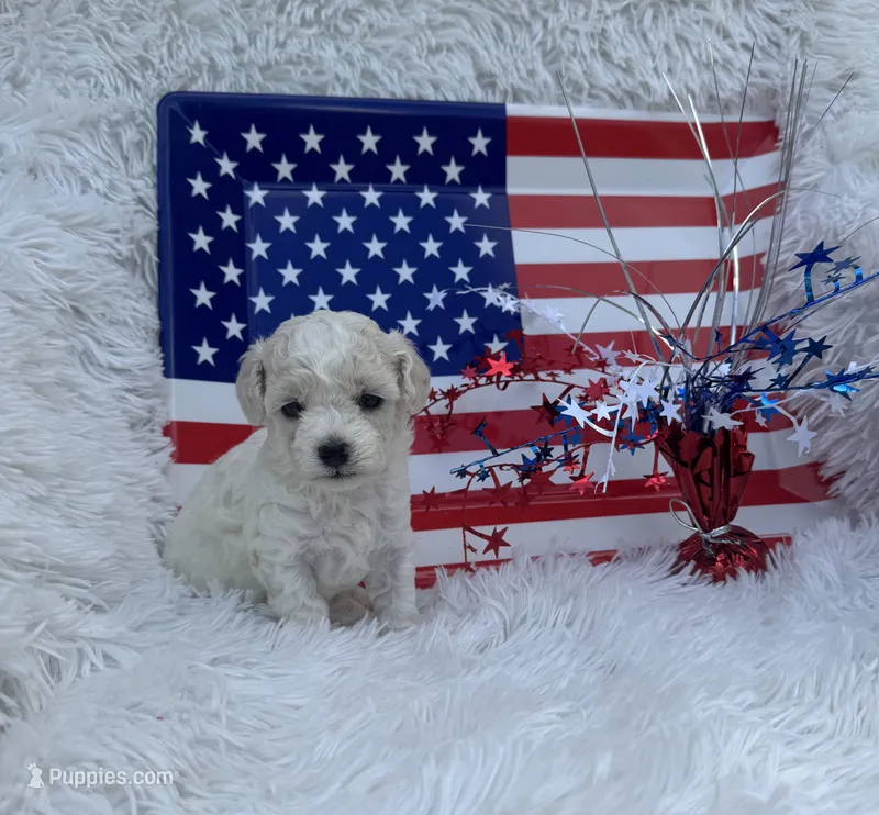 Star – Poodle - Toy  puppy for sale in Jeffersonville, IN