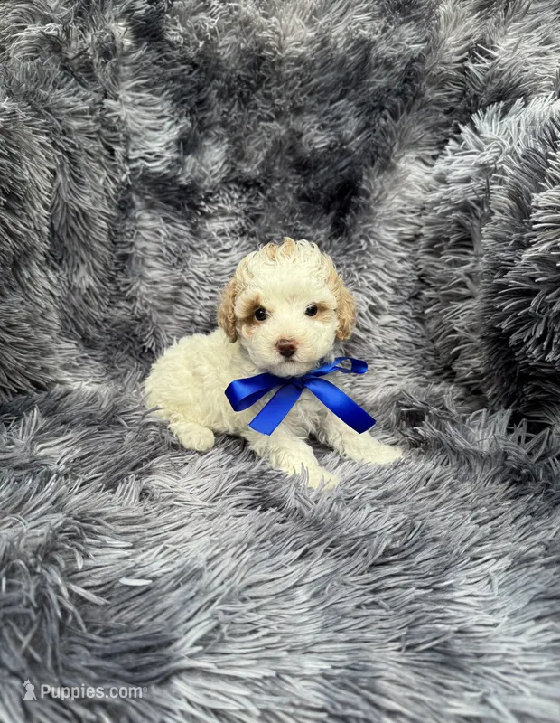 Blaze – Poodle - Toy  puppy for sale in Jeffersonville, IN