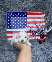 Bell, a female Poodle - Toy  for sale in Jeffersonville, IN – 3 of 7