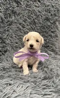 Star, a female Poodle - Toy  for sale in Jeffersonville, IN – 2 of 4