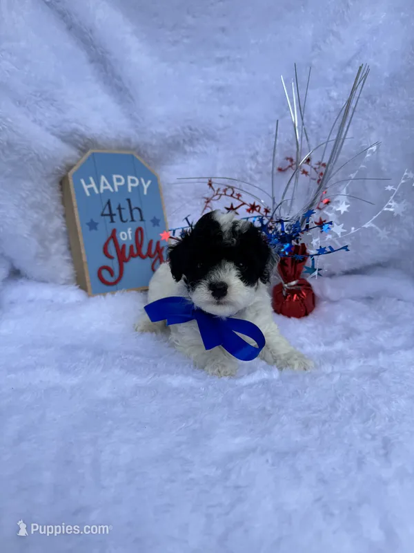 Boomer – Poodle - Toy  puppy for sale in Jeffersonville, IN