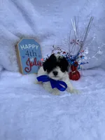 Boomer, a male Poodle - Toy  for sale in Jeffersonville, IN – 4 of 10