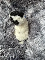Boomer, a male Poodle - Toy  for sale in Jeffersonville, IN – 3 of 10