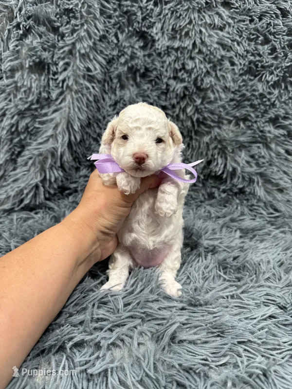 Bell – Poodle - Toy  puppy for sale in Jeffersonville, IN