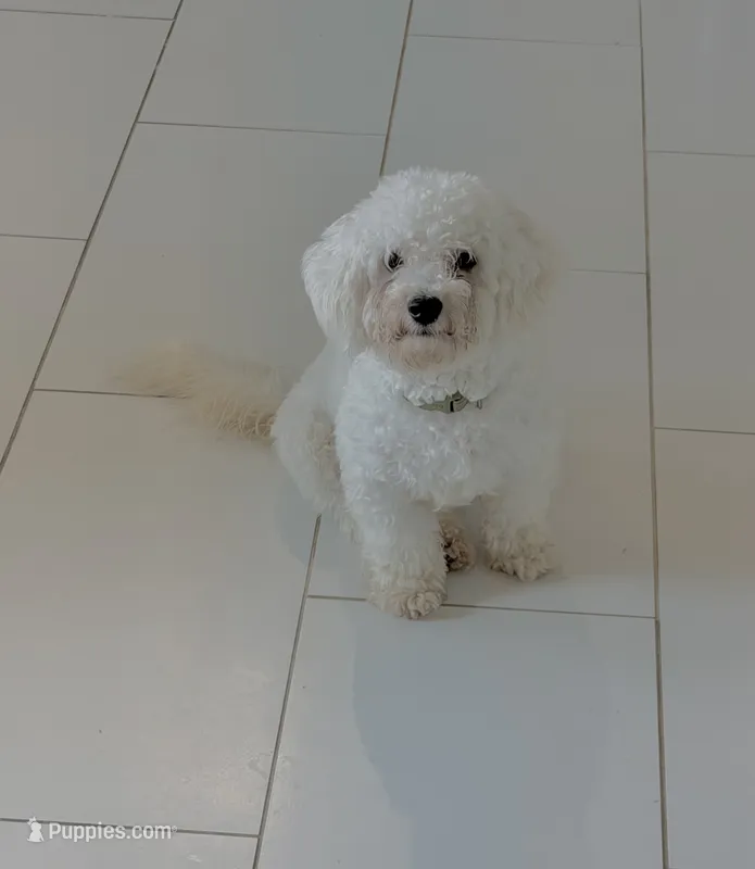 Oso – Bichon Frise puppy for sale in Franklin, TN