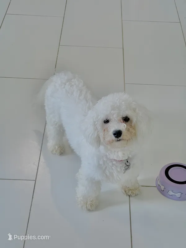 Luna – Bichon Frise puppy for sale in Franklin, TN