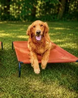 light purple , a female Golden Retriever for sale in Troy, MO – 3 of 5
