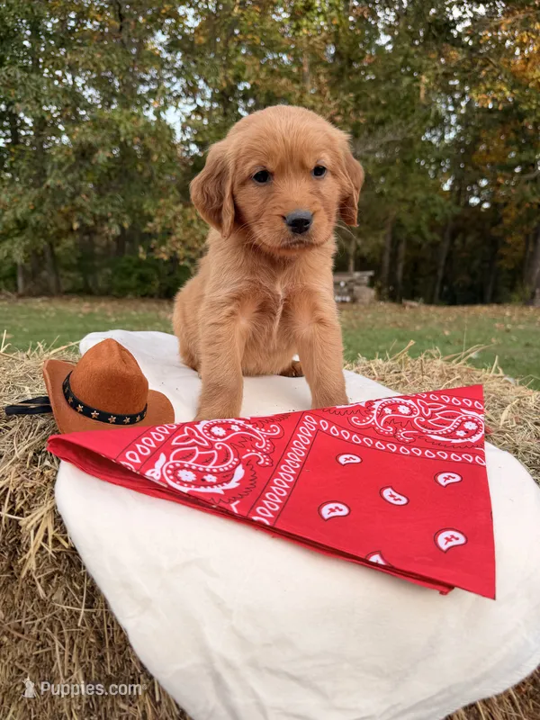 Red Collar  – Golden Retriever puppy for sale in Troy, MO