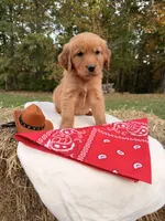Red Goldens , a female Golden Retriever for sale in Troy, MO – 1 of 5