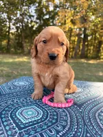 Red Collar , a female Golden Retriever for sale in Troy, MO – 2 of 6