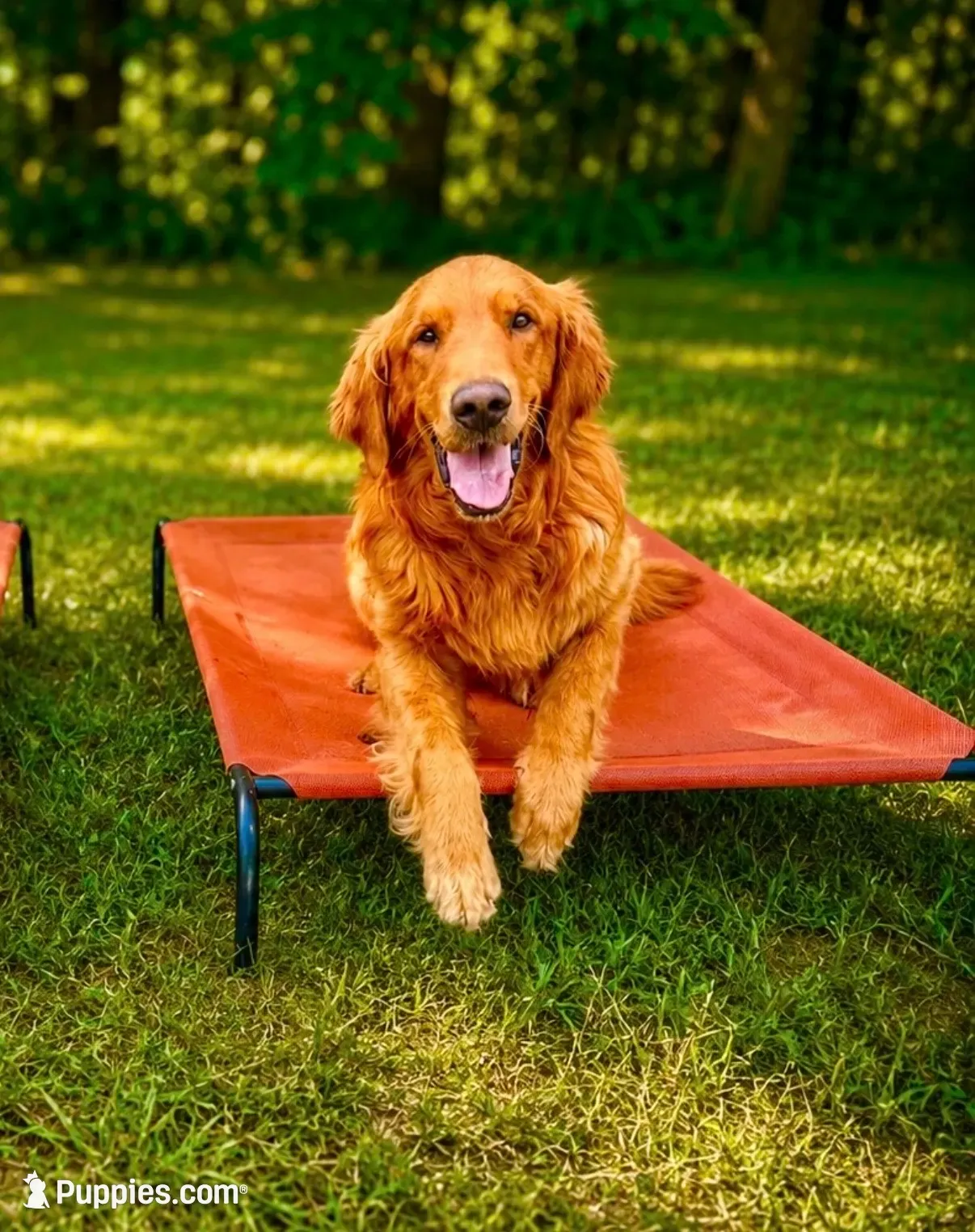 Pink Collar , a female Golden Retriever for sale in Troy, MO – 5 of 6