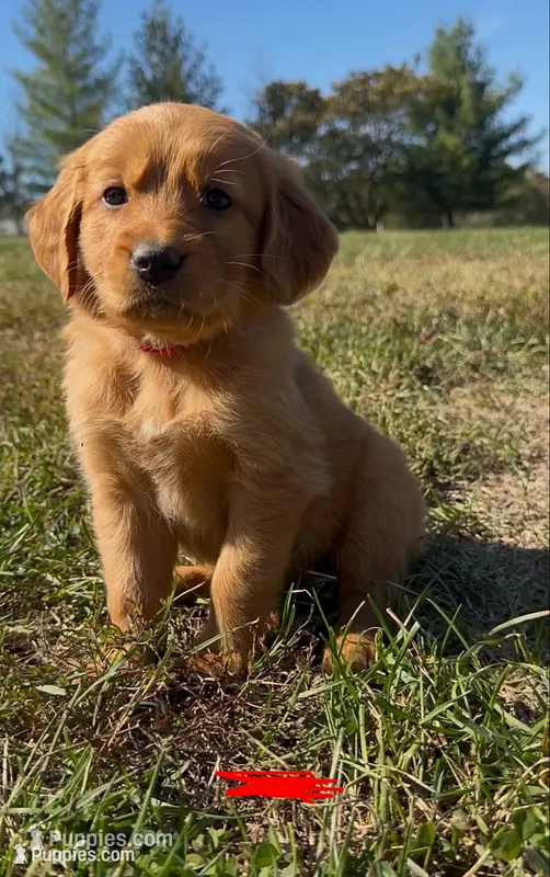 Red Collar  – Golden Retriever puppy for sale in Troy, MO