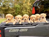 light purple , a female Golden Retriever for sale in Troy, MO – 5 of 5