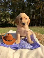 light purple , a female Golden Retriever for sale in Troy, MO – 1 of 5