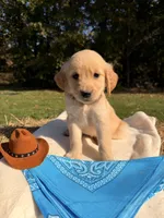 Pink Collar , a female Golden Retriever for sale in Troy, MO – 3 of 6