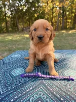Red Collar , a female Golden Retriever for sale in Troy, MO – 3 of 6