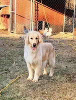 light purple , a female Golden Retriever for sale in Troy, MO – 4 of 5