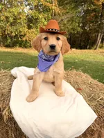 light purple , a female Golden Retriever for sale in Troy, MO – 2 of 5