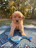 Red Collar , a female Golden Retriever for sale in Troy, MO – 6 of 6