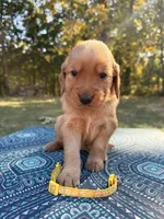 Red Collar , a female Golden Retriever for sale in Troy, MO – 5 of 6