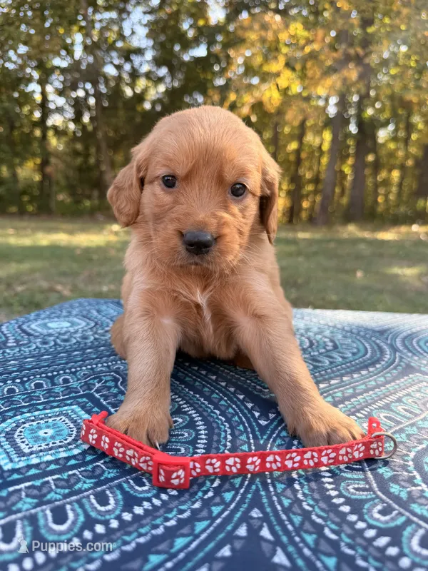 Red Collar  – Golden Retriever puppy for sale in Troy, MO