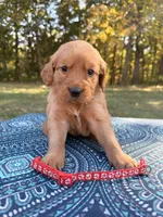 Red Collar , a female Golden Retriever for sale in Troy, MO – 1 of 6