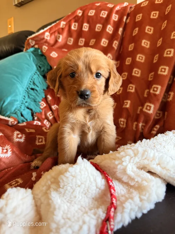 Red Collar  – Golden Retriever puppy for sale in Troy, MO