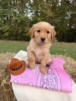 Red Goldens , a female Golden Retriever for sale in Troy, MO – 5 of 5