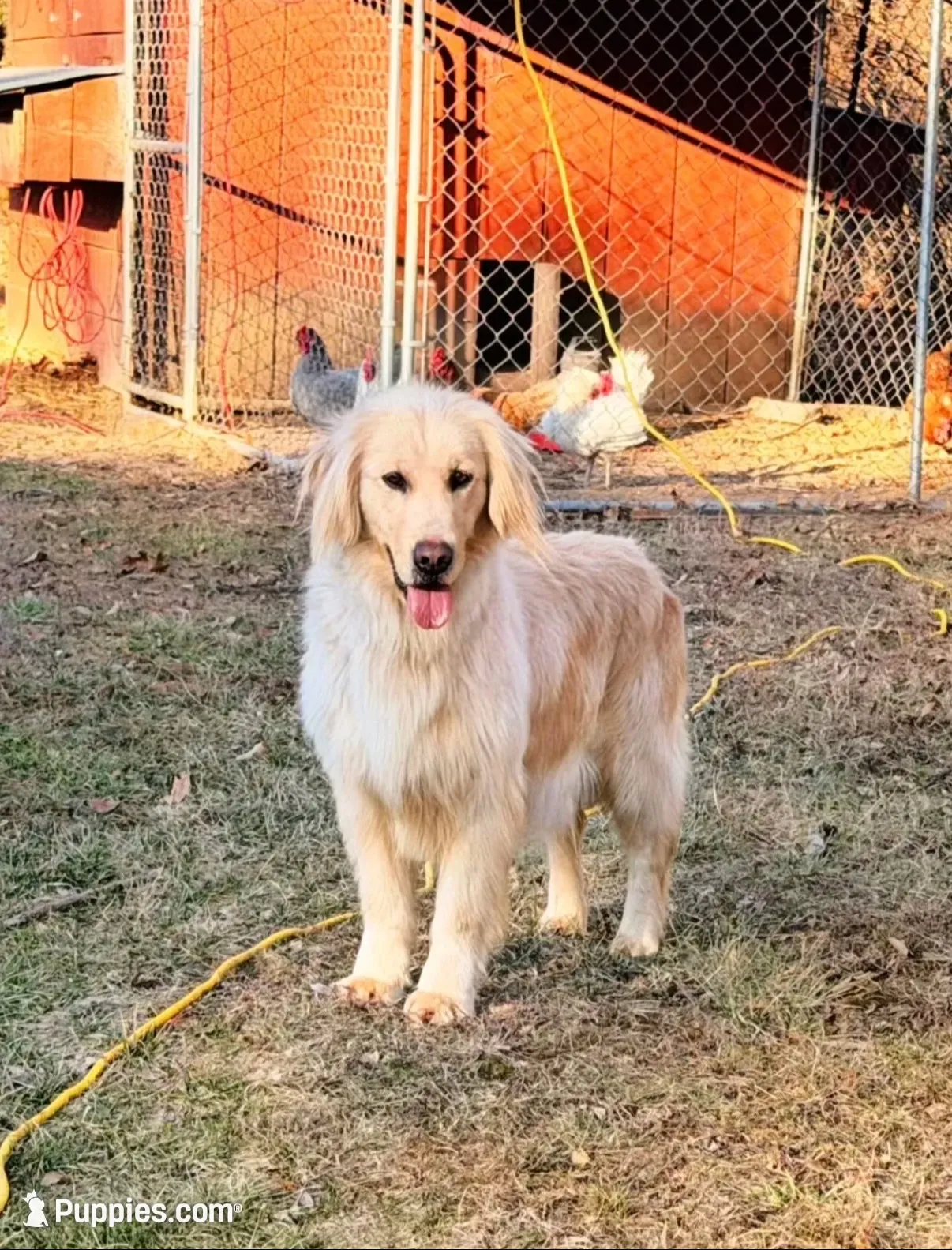 Pink Collar , a female Golden Retriever for sale in Troy, MO – 6 of 6