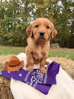 Red Goldens , a female Golden Retriever for sale in Troy, MO – 4 of 5