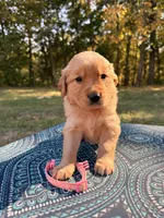 Red Collar , a female Golden Retriever for sale in Troy, MO – 4 of 6