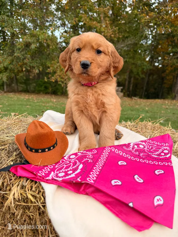Red Goldens  – Golden Retriever puppy for sale in Troy, MO