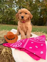 Red Goldens , a female Golden Retriever for sale in Troy, MO – 3 of 5