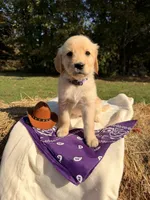 Pink Collar , a female Golden Retriever for sale in Troy, MO – 4 of 6