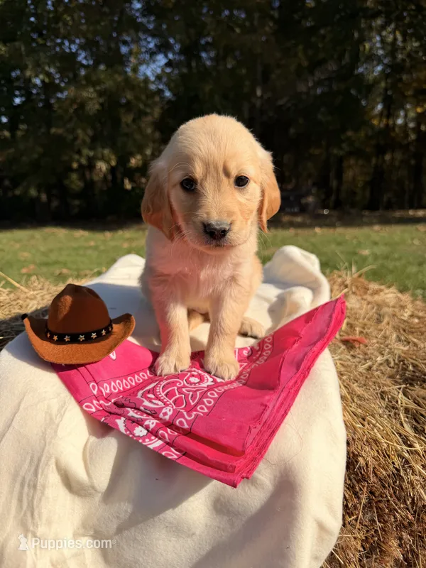 Pink Collar  – Golden Retriever puppy for sale in Troy, MO