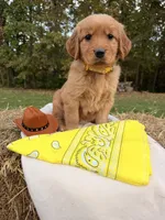 Red Goldens , a female Golden Retriever for sale in Troy, MO – 2 of 5