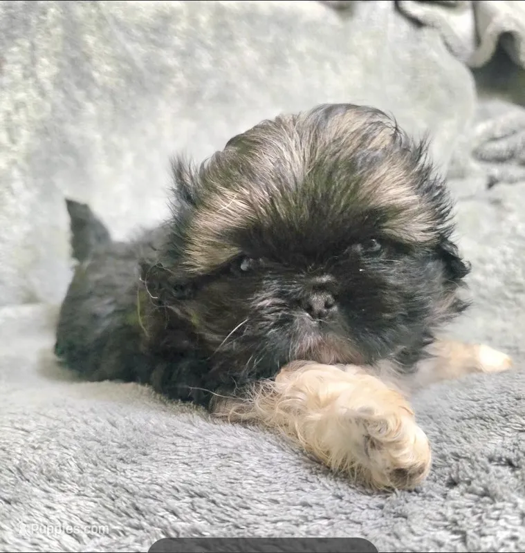 Dos – Pekingese puppy for sale in Miami, FL