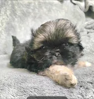 Dos, a female Pekingese for sale in Miami, FL – 1 of 3