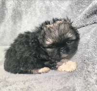 Dos, a female Pekingese for sale in Miami, FL – 3 of 3