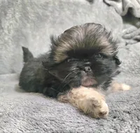 Dos, a female Pekingese for sale in Miami, FL – 2 of 3