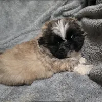 Tres, a male Pekingese for sale in Miami, FL – 2 of 3