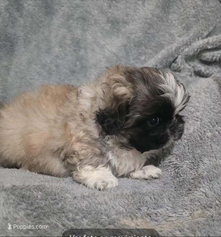 Tres – Pekingese puppy for sale in Miami, FL