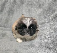 Tres, a male Pekingese for sale in Miami, FL – 3 of 3