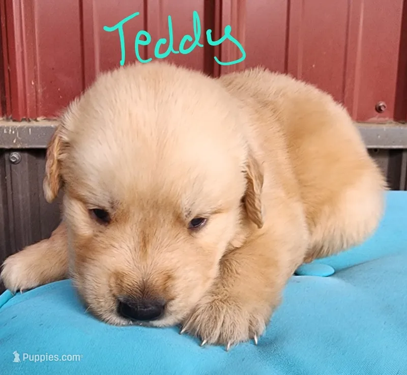 Teddy – Golden Retriever puppy for sale in Manhattan, KS