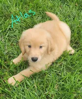 Atlas, a male Golden Retriever for sale in Manhattan, KS – 2 of 2